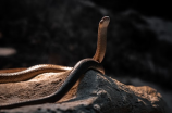 炼狱蝰蛇：一只拥有神秘色彩的高级宠物