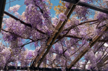 嘉定紫藤园：踏青赏花好去处