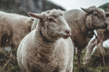 喜羊羊图片(喜羊羊图片：你了解喜羊羊它们的日常吗？)