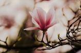 多花木兰：中文名为紫荆花，是一种常见的观赏植物